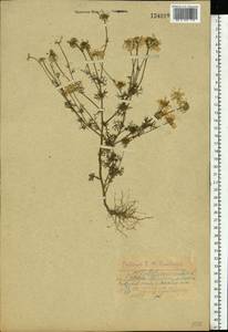 Tripleurospermum inodorum (L.) Sch.-Bip, Eastern Europe, Central forest region (E5) (Russia)