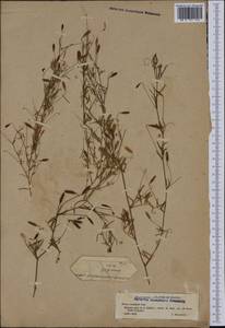 Vicia parviflora Cav., Western Europe (EUR) (France)