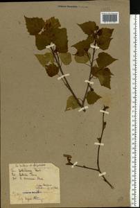 Betula pendula Roth, Eastern Europe, Belarus (E3a) (Belarus)