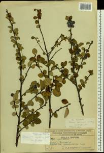 Cotoneaster alaunicus Golitsin, Eastern Europe, Central region (E4) (Russia)