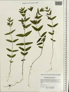 Scutellaria galericulata L., Eastern Europe, Northern region (E1) (Russia)