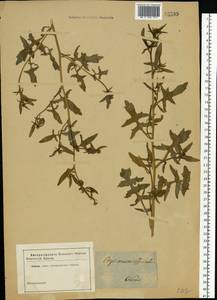 Sisymbrium officinale (L.) Scop., Eastern Europe, North-Western region (E2) (Russia)
