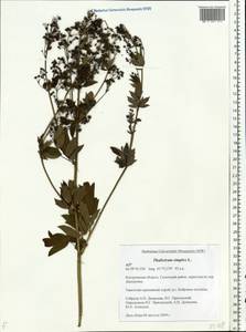 Thalictrum simplex L., Eastern Europe, Central forest region (E5) (Russia)