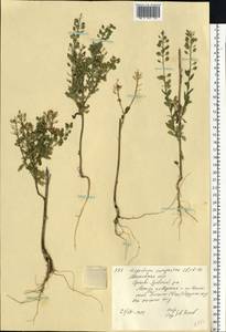 Lepidium campestre (L.) W. T. Aiton, Eastern Europe, Moscow region (E4a) (Russia)