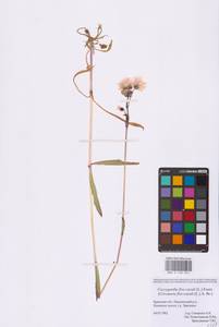 Silene flos-cuculi (L.) Greuter & Burdet, Eastern Europe, Western region (E3) (Russia)