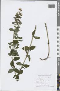 Hypericum maculatum Crantz, Eastern Europe, Central region (E4) (Russia)