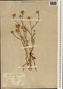 Centaurea solstitialis L., South Asia, South Asia (Asia outside ex-Soviet states and Mongolia) (ASIA) (Turkey)
