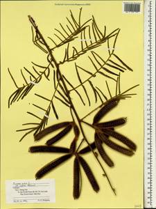 Mimosa pigra L., South Asia, South Asia (Asia outside ex-Soviet states and Mongolia) (ASIA) (Vietnam)