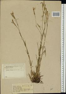 Dianthus arenarius, Eastern Europe, Western region (E3) (Russia)