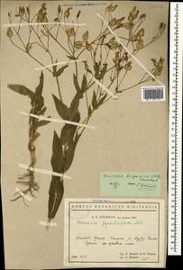 Gypsophila vaccaria (L.) Sm., Crimea (KRYM) (Russia)