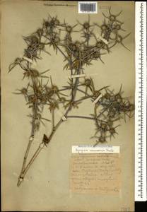Eryngium caucasicum Trautv., Caucasus, Dagestan (K2) (Russia)