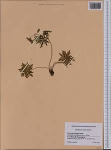 Geranium tuberosum L., Western Europe (EUR) (Montenegro)