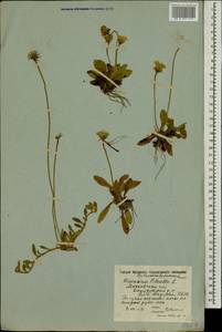 Pilosella caespitosa subsp. caespitosa, Eastern Europe, Moscow region (E4a) (Russia)