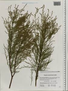 Tamarix ramosissima Ledeb., Eastern Europe, Rostov Oblast (E12a) (Russia)