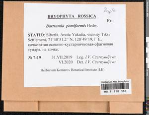 Bartramia pomiformis Hedw., Bryophytes, Bryophytes - Yakutia (B19) (Russia)
