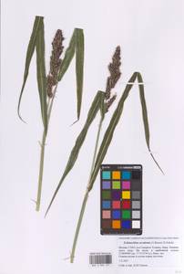 Echinochloa crus-galli subsp. utilis (Ohwi & Yabuno) T.Koyama, Eastern Europe, Moscow region (E4a) (Russia)