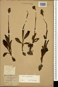 Neotinea tridentata (Scop.) R.M.Bateman, Pridgeon & M.W.Chase, Caucasus, Krasnodar Krai & Adygea (K1a) (Russia)