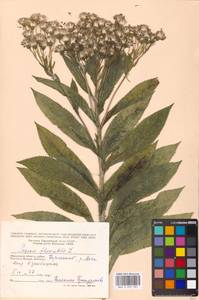 Senecio sarracenicus L., Eastern Europe, Moscow region (E4a) (Russia)