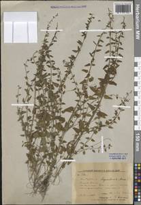 Scutellaria dependens Maxim., Siberia, Russian Far East (S6) (Russia)