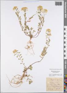 Alyssum gmelinii Jord. & Fourr., Eastern Europe, Moscow region (E4a) (Russia)