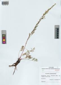 Artemisia pubescens Ledeb., Siberia, Altai & Sayany Mountains (S2) (Russia)