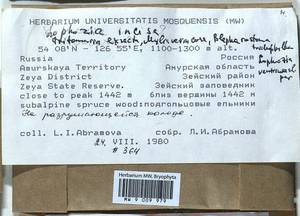 Schistochilopsis incisa (Schrad.) Konstant., Bryophytes, Bryophytes - Russian Far East (excl. Chukotka & Kamchatka) (B20) (Russia)