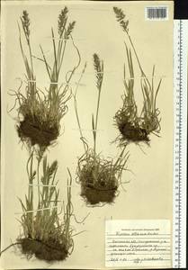 Trisetum altaicum Roshev., Siberia, Baikal & Transbaikal region (S4) (Russia)