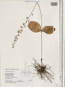 Neottia ovata (L.) Bluff & Fingerh., Eastern Europe, Central region (E4) (Russia)