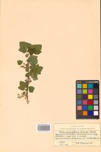 Ribes nigrum L., Siberia, Russian Far East (S6) (Russia)