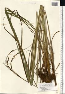 Carex elata All., Eastern Europe, Belarus (E3a) (Belarus)