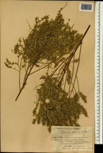 Tamarix hispida Willd., South Asia, South Asia (Asia outside ex-Soviet states and Mongolia) (ASIA) (China)