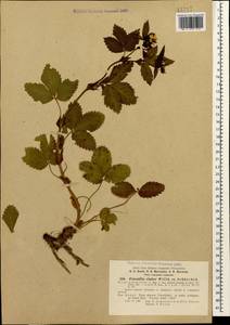 Potentilla elatior Willd. ex Schltdl., Caucasus, Stavropol Krai, Karachay-Cherkessia & Kabardino-Balkaria (K1b) (Russia)