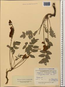 Hedysarum biebersteinii Chrtková, Caucasus, Stavropol Krai, Karachay-Cherkessia & Kabardino-Balkaria (K1b) (Russia)