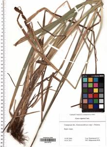 Carex riparia Curtis, Eastern Europe, Middle Volga region (E8) (Russia)