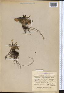 Primula elatior subsp. pseudoelatior (Kuzn.) W. W. Sm. & Forrest, Caucasus, Krasnodar Krai & Adygea (K1a) (Russia)