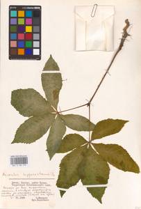 Aesculus hippocastanum L., Eastern Europe, Lithuania (E2a) (Lithuania)