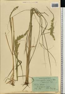 Calamagrostis epigejos (L.) Roth, Eastern Europe, South Ukrainian region (E12) (Ukraine)
