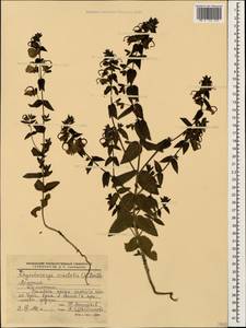 Rhynchocorys orientalis (L.) Benth., Caucasus, Armenia (K5) (Armenia)