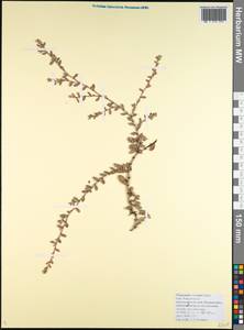 Polygonum mesembricum Chrtek, Caucasus, Black Sea Shore (from Novorossiysk to Adler) (K3) (Russia)