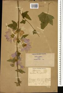 Malva thuringiaca subsp. thuringiaca, Caucasus, Azerbaijan (K6) (Azerbaijan)
