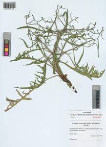 Crepidiastrum tenuifolium (Willd.) Sennikov, Siberia, Altai & Sayany Mountains (S2) (Russia)