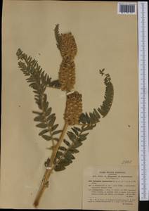 Astragalus vulpinus Willd., Western Europe (EUR) (Italy)