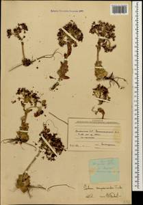 Prometheum sempervivoides (M. Bieb.) H. Ohba, Caucasus, Armenia (K5) (Armenia)