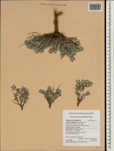 Teucrium micropodioides Rouy, South Asia, South Asia (Asia outside ex-Soviet states and Mongolia) (ASIA) (Cyprus)