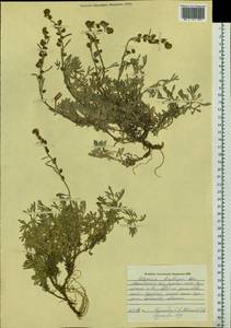 Artemisia kruhsiana Besser, Siberia, Chukotka & Kamchatka (S7) (Russia)