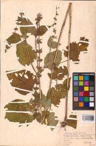 MHA 0 156 079, Stachys sylvatica L., Eastern Europe, Eastern region (E10) (Russia)