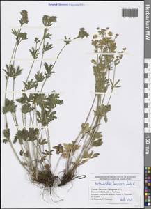 Potentilla longipes Ledeb., Eastern Europe, Middle Volga region (E8) (Russia)