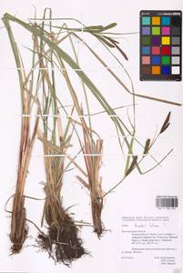Carex buekii Wimm., Eastern Europe, Central forest-and-steppe region (E6) (Russia)