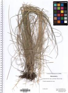 Stipa pennata L., Eastern Europe, Middle Volga region (E8) (Russia)