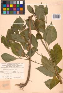 MHA 0 158 577, Scopolia carniolica Jacq., Eastern Europe, West Ukrainian region (E13) (Ukraine)